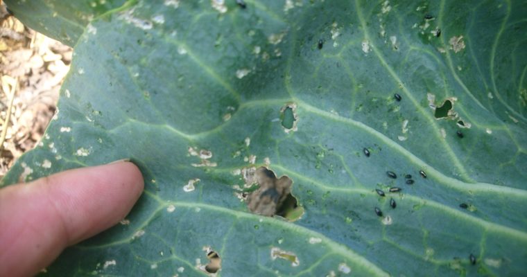 Jordloppor och kålfjärilar – pest eller kolera?