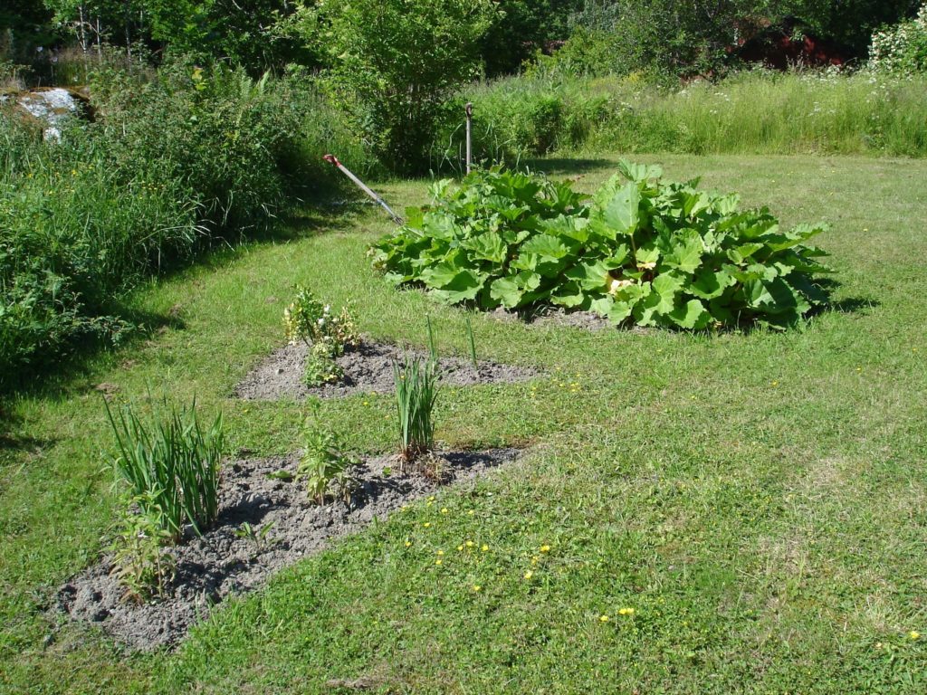 små planteringsbäddar med rabarber och luftlök i gräsmatta
